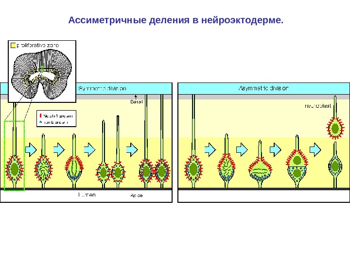 Ассиметричные деления в нейроэктодерме. 