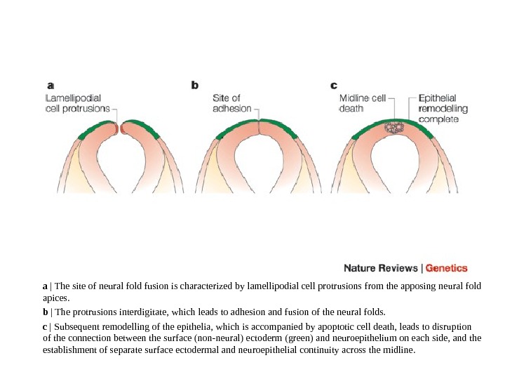 a | The site of neural fold fusion is characterized by lamellipodial cell protrusions