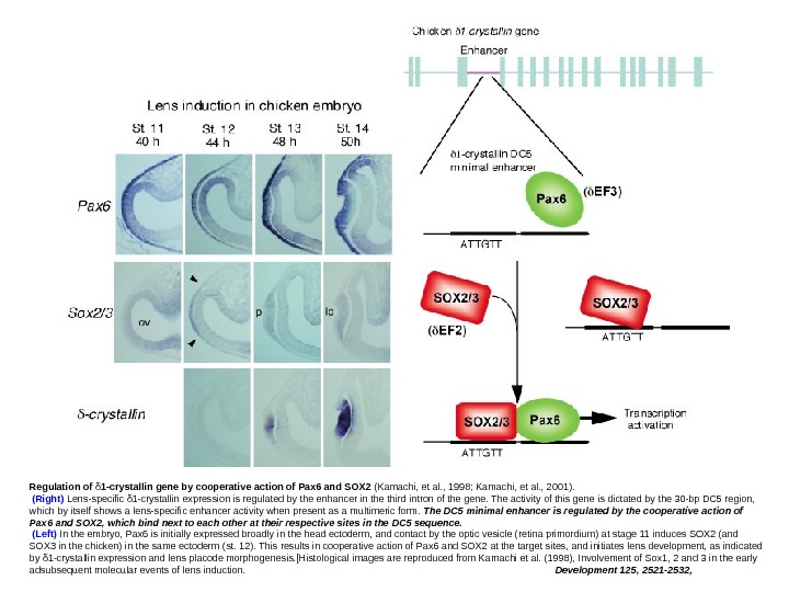 Regulation of δ 1 -crystallin gene by cooperative action of Pax 6 and SOX