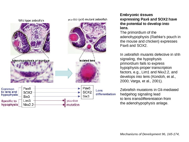 Embryonic tissues expressing Pax 6 and SOX 2 have the potential to develop into