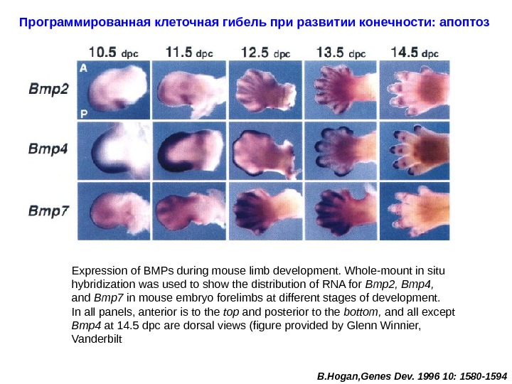 Программированная клеточная гибель при развитии конечности: апоптоз Expression of BMPs during mouse limb development.