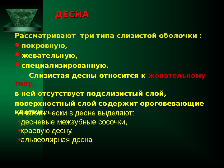 ДЕСНА Рассматривают три типа слизистой оболочки :  покровную,  жевательную,  специализированную. 