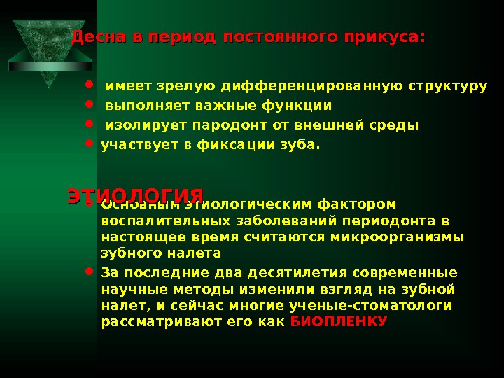   Десна в период постоянного прикуса: имеет зрелую дифференцированную структуру  выполняет важные