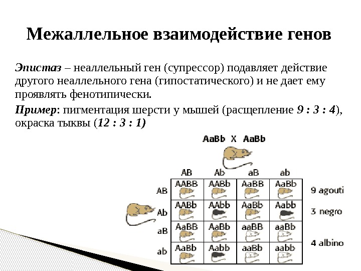 Эпистаз – неаллельный ген (супрессор) подавляет действие другого неаллельного гена (гипостатического) и не дает