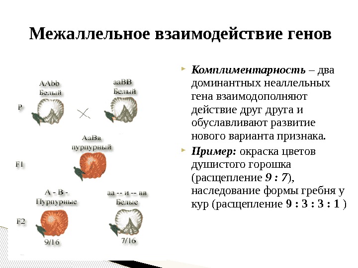  Комплиментарность – два доминантных неаллельных гена взаимодополняют действие друга и обуславливают развитие нового