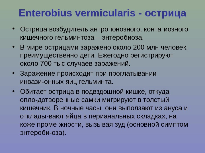Enterobius vermicularis - острица • Острица возбудитель антропонозного, контагиозного кишечного гельминтоза – энтеробиоза. 