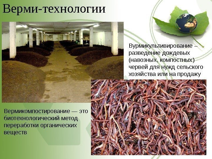 Верми-технологии Вурмикультивирование –  разведение дождевых (навозных, компостных) червей для нужд сельского хозяйства или