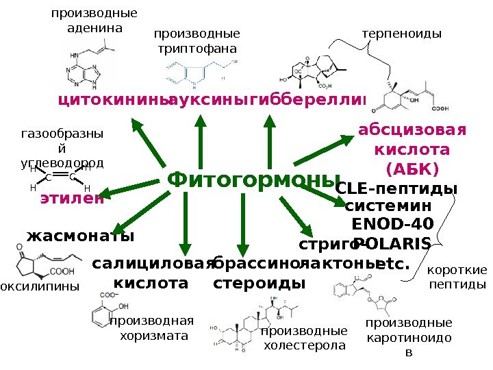 Фитогормоныцитокинины этилен ауксины гиббереллины абсцизовая кислота (АБК) жасмонаты брассино - стероидысалициловая кислота системин. CLE-
