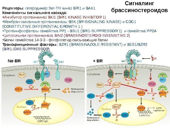 Сигналинг брассиностероидов No BR      + BRРецепторы:  гетеродимер Ser-Thr