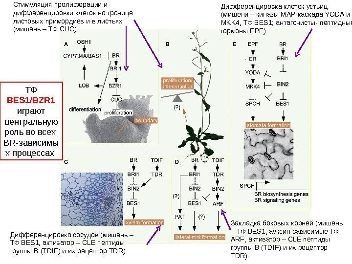 Стимуляция пролиферации и дифференцировки клеток на границе листовых примордиев и в листьях (мишень –