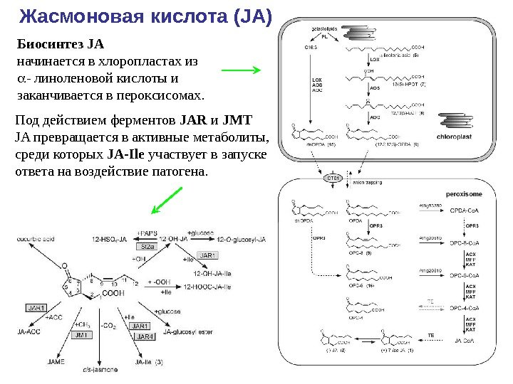 Жасмоновая кислота ( JA) Биосинтез JA начинается в хлоропластах из - линоленовой кислоты и