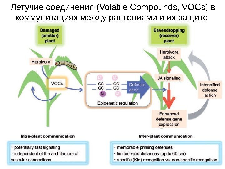 Летучие соединения ( Volatile Compounds, VOCs) в коммуникациях между растениями и их защите 