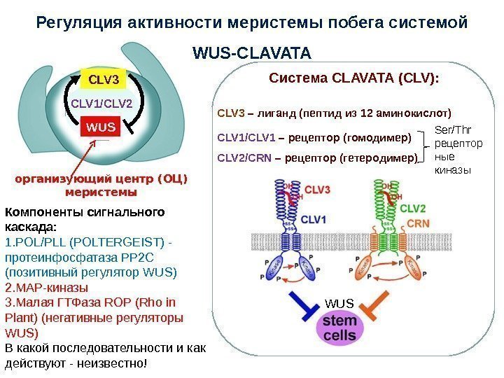 Регуляция активности меристемы побега системой  WUS-CLAVATA  CLV 3 – лиганд ( пептид