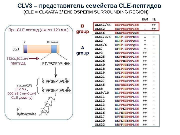 CLV 3 – представитель семейства CLE -пептидов + +B group A group Процессинг пептида.