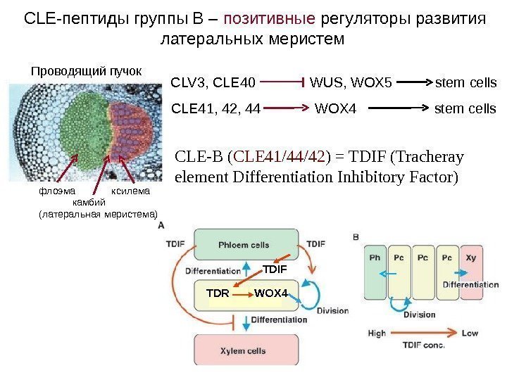 CLE-B ( CLE 41/44/42 ) = TDIF (Tracheray element Differentiation Inhibitory Factor) TDR 