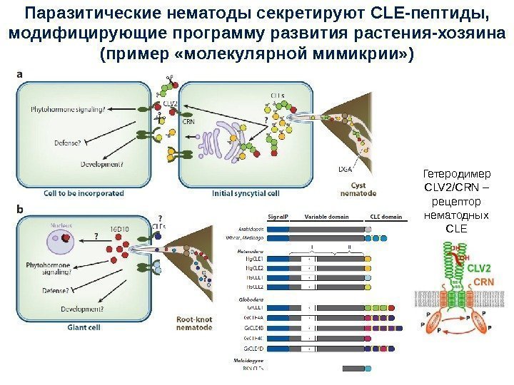 Паразитические нематоды секретируют CLE- пептиды,  модифицирующие программу развития растения-хозяина (пример «молекулярной мимикрии» )