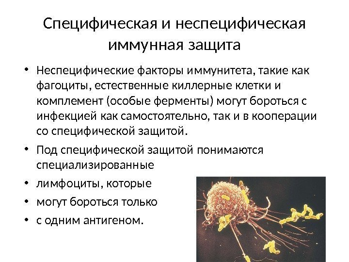 Специфические и неспецифические факторы иммунитета