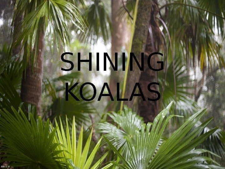 SHINING KOALAS 