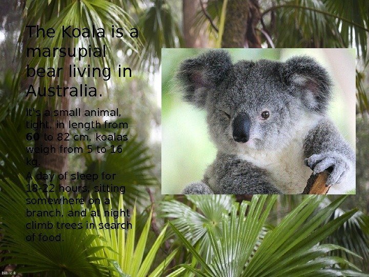 The Koala is a marsupial bear living in Australia. It's a small animal, 