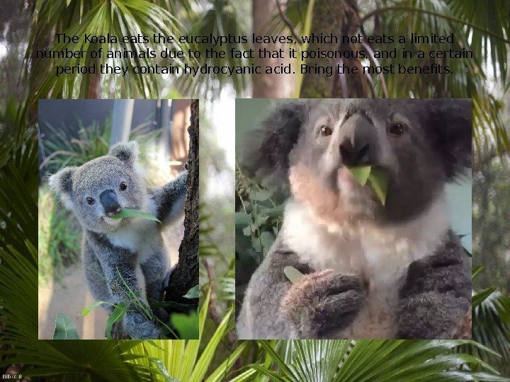 The Koala eats the eucalyptus leaves, which not eats a limited number of animals