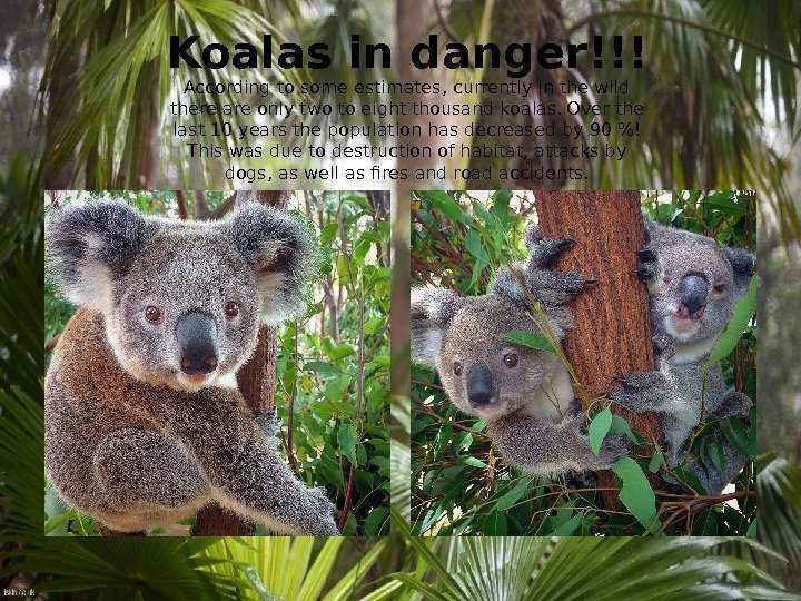 Koalas in danger!!! According to some estimates, currently in the wild there are only