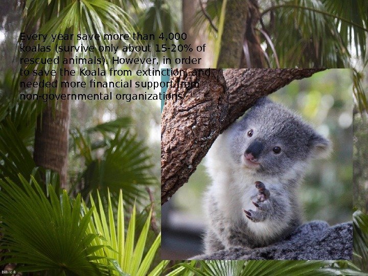 Every year save more than 4, 000 koalas (survive only about 15 -20 of