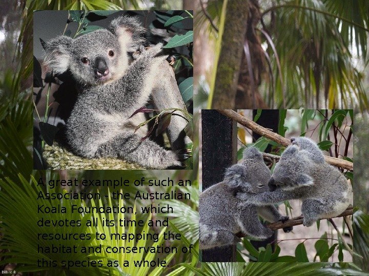 A great example of such an Association - the Australian Koala Foundation, which devotes