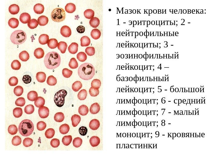  • Мазок крови человека:  1 - эритроциты; 2 - нейтрофильные лейкоциты; 3