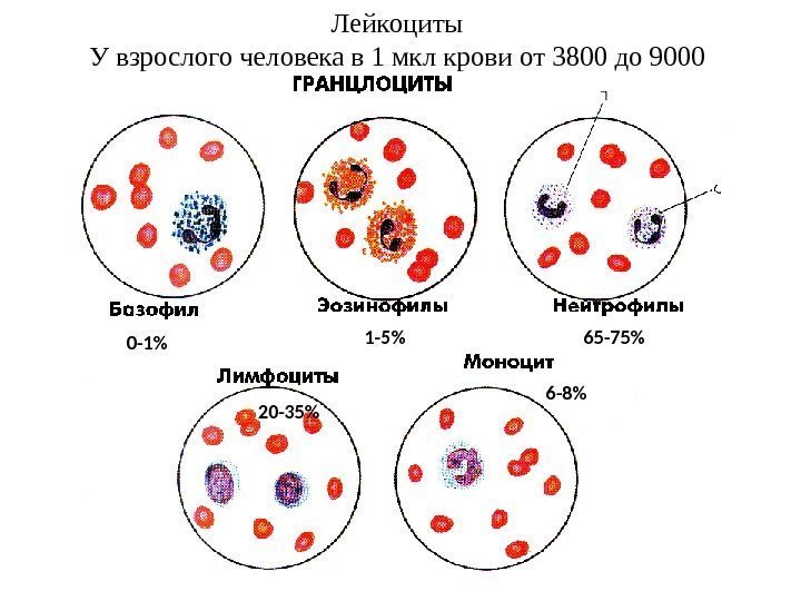 Лейкоциты У взрослого человека в 1 мкл крови от 3800 до 9000 65 -751