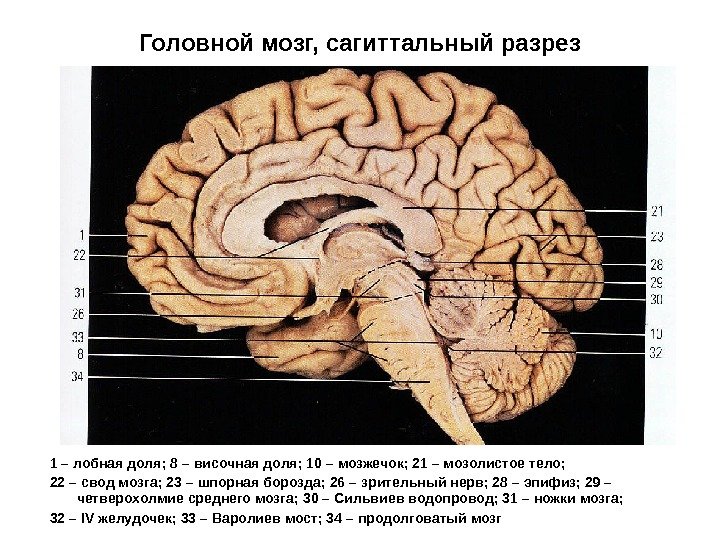 Головной мозг, сагиттальный разрез 1 – лобная доля; 8 – височная доля; 10 –