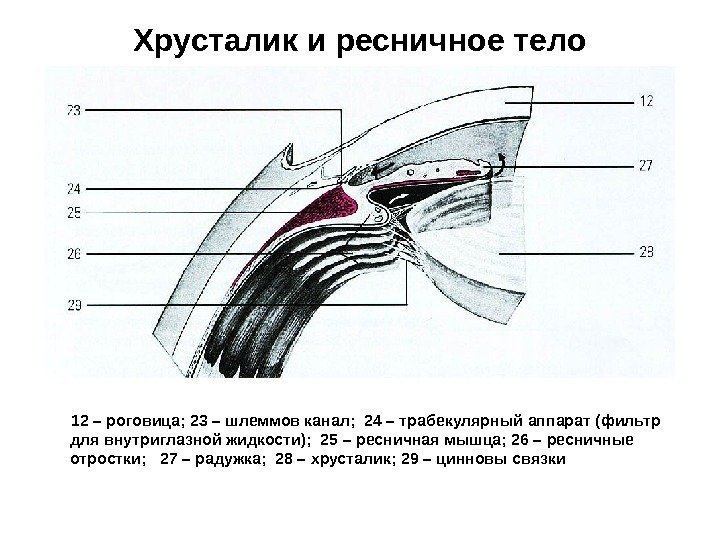 Хрусталик и ресничное тело   12 – роговица; 23 – шлеммов канал; 