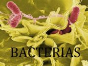 BACTERIAS BACTERIAS Las bacterias son organismos