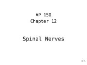12 — 1 Spinal Nerves AP 150 Chapter