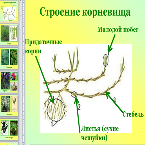 Строение корневища биология. Лабораторная работа по биологии видоизменения побегов. Биология 6 класс строение видоизмененных побегов. Видоизменения побегов 6 класс биология. Строение корневища.