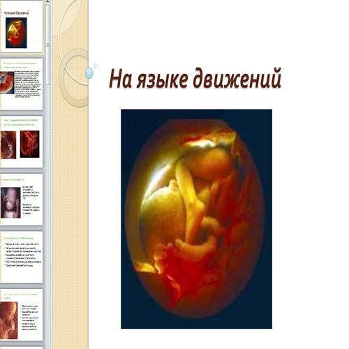 Презентация Стадии развития эмбриона