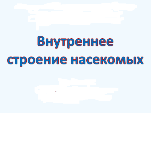 Презентация Строение насекомых