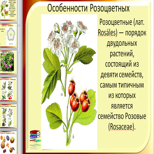 Особенности розоцветных. Розоцветные плод. Масличные Розоцветные растения. Семейство Розоцветные масличные растения. Порядок Розоцветные.