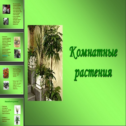Презентация Комнатные растения