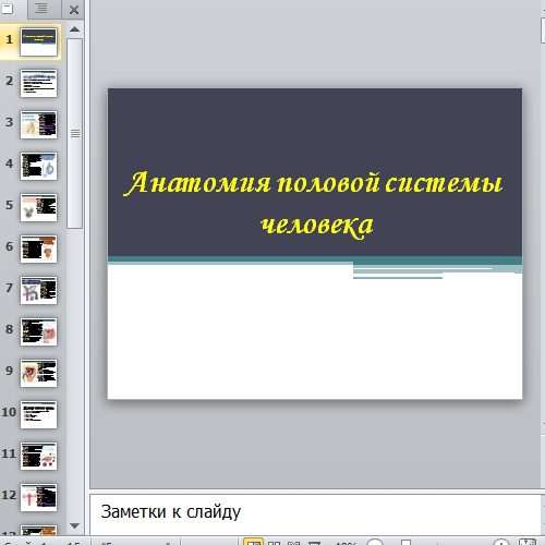 Презентация Анатомия половой системы человека