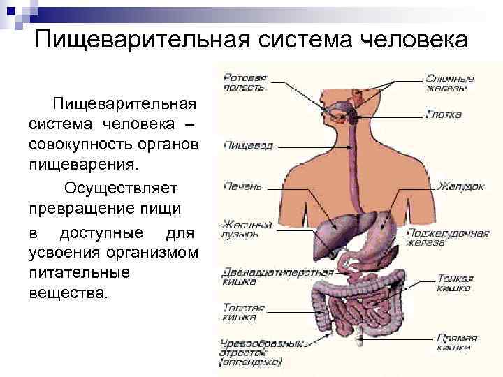 Органы пищеварения 8. Пищеварительная система человека. Система органов пищеварения человека. Строение органов пищеварительной системы. Пищевар система человека.