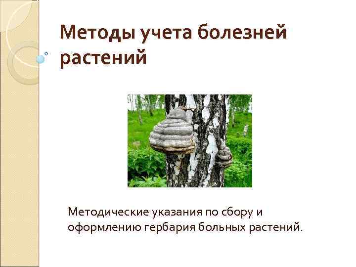 Учет болезней. Методы учета растений. Методы учёта заболевания растений. Учеты болезней растений. Основные методы учёта болезней деревьев.