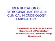 IDENTIFICATION OF PATHOGENIC BACTERIA IN CLINICAL MICROBIOLOGY LABORATORY
