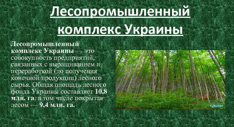 Реферат: Лесной комплекс Украины