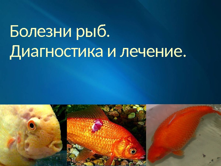 Болезни Рыб Фото И Лечение