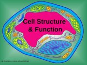 Cell Structure & Function http: //koning. ecsu. ctstateu.