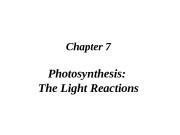 Chapter 7 Photosynthesis:  The Light Reactions