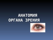 Презентация eye-anathomy
