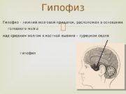 Гипофиз – нижний мозговой придаток, расположен в основании