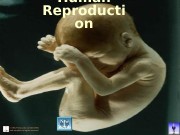 Презентация Human Reproduction VT
