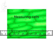 Measuring cells  Syllabus reference:   •